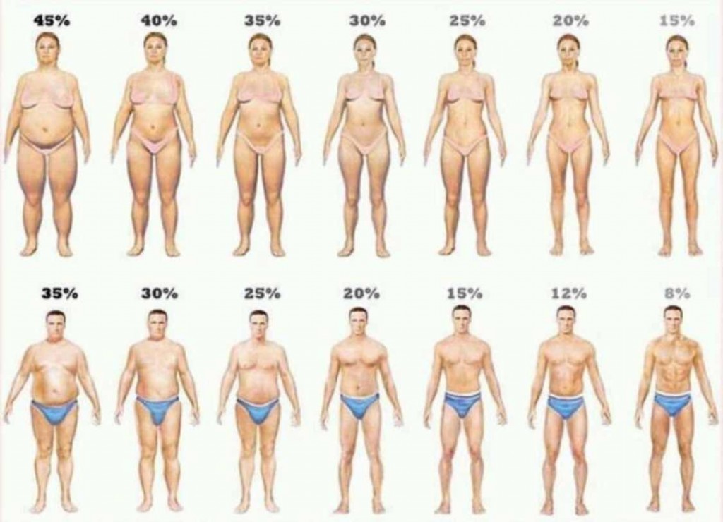  - نسبة دهون الجسم - الوزن المثالي