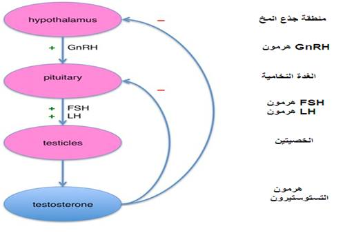 التستوستيرون ودوره في الجسم ، التفسير العلمي Egyfitness