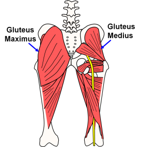 gluteus_maximus_gluteus_medius