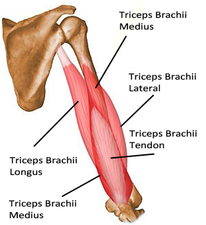 Triceps