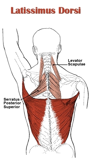latissimus-dorsi-and-back-muscles