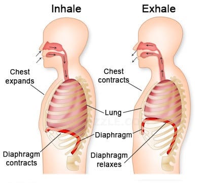 diaphragm-function