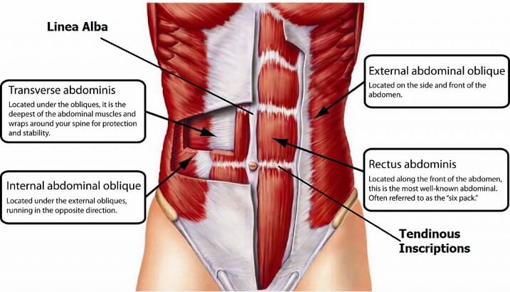 تشريح عضلات البطن