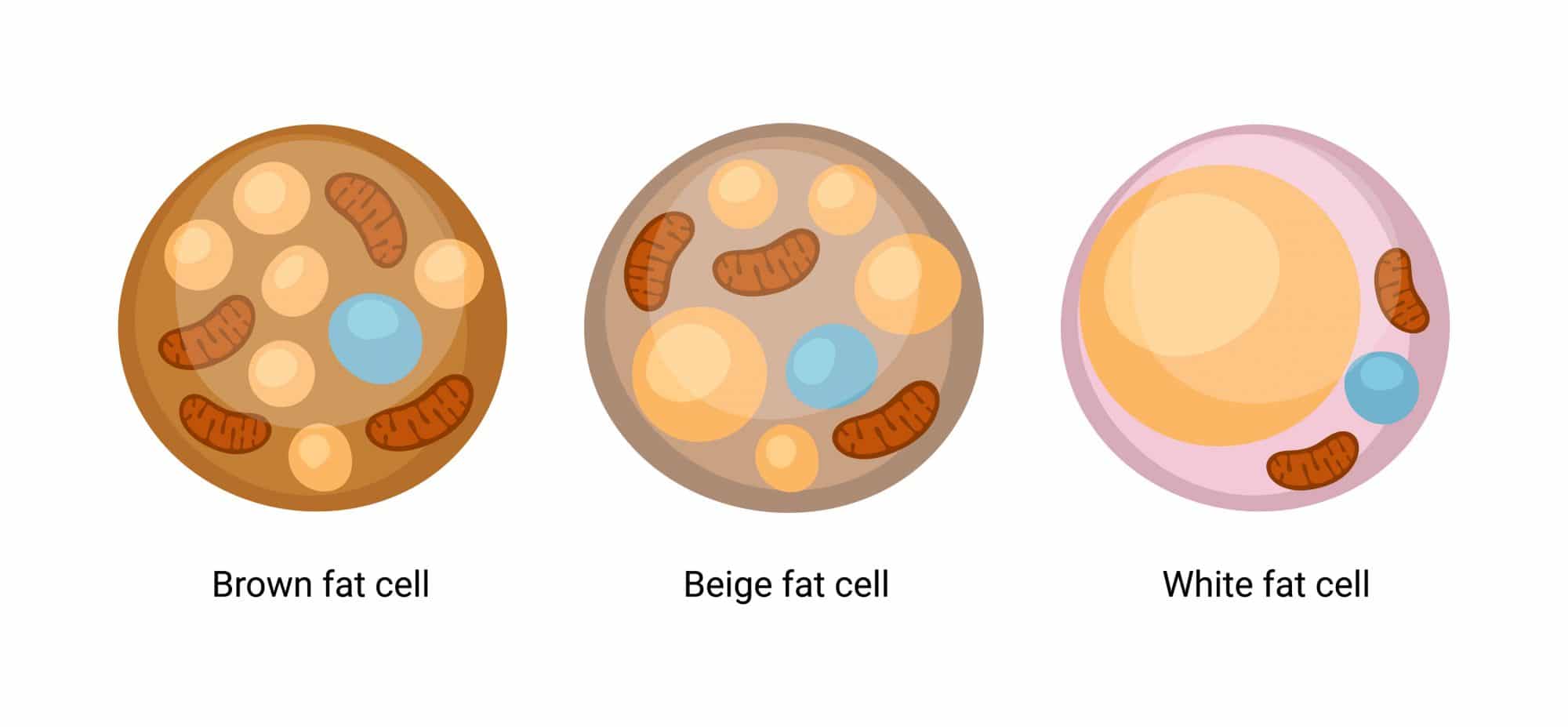 Brown fat cell - White fat cell - Beige fat cell