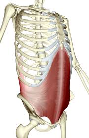 عضلات البطن الداخلية