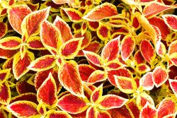 Group of vibrant red and yellow coleus leaves. Natural background.